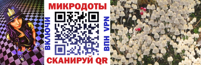 закладка Великий Устюг Псилоцибиновые грибы мицелий